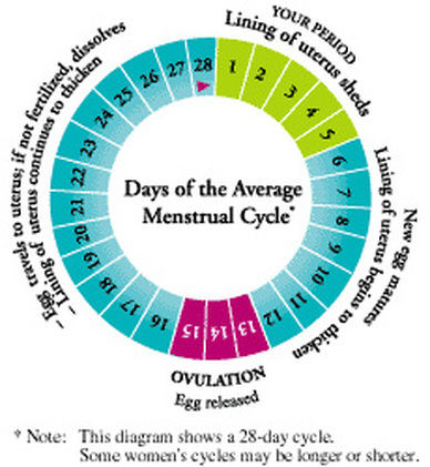 Female Menstrual Cycle - MY BODY AND HOW IT CAN CREATE LIFE